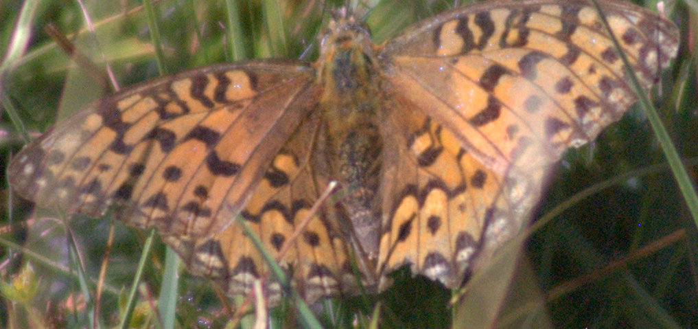 Argynnis ?